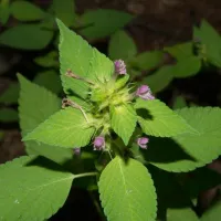 Lungurica