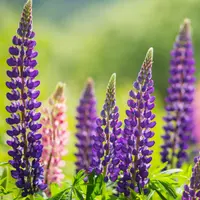 cultivare si ingrijire lupin