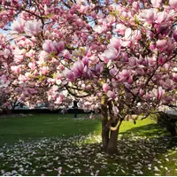 ghid complet de ingrijire magnolie