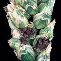 Malura orzului (Tilletia pancicii)