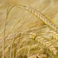 Orz (Hordeum vulgare) - Cultivare