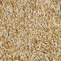 Ovaz - Pasii necesari pentru a putea cultiva ovaz