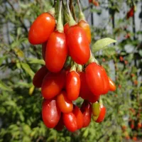 goji