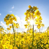 Rapita - Cultivare, boli si daunatori