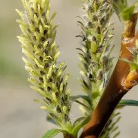 Salcia energetica - Sfaturi pentru cultivare