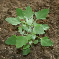 Spanacul salbatic