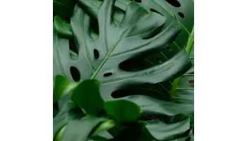 Monstera
