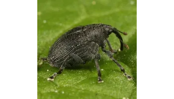 Gargarita tulpinilor de rapita