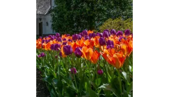 ghid de plantare ingrijire si inmultire pentru lalele