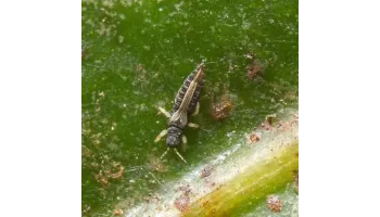 Tripsul plantelor de sera