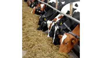 seminte furajere pentru animale