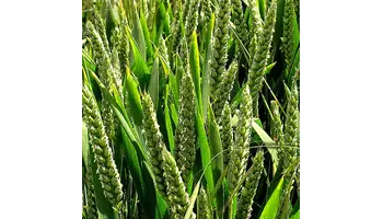 fungicide premium pentru cereale