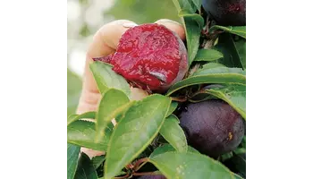 ingrijire pomi fructiferi