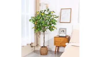 lamai ornamental in casa