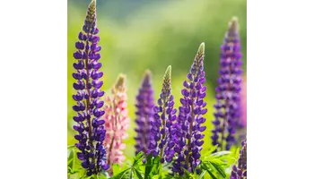 cultivare si ingrijire lupin