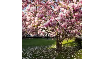 ghid complet de ingrijire magnolie