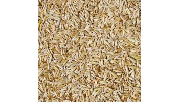 Ovaz - Pasii necesari pentru a putea cultiva ovaz